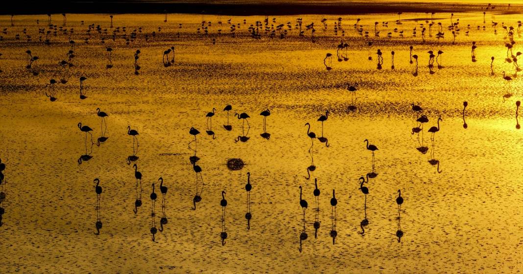 Konya’nın flamingo cenneti! 180 türe ev sahipliği yapıyor, görsel şölen sunuyor 5